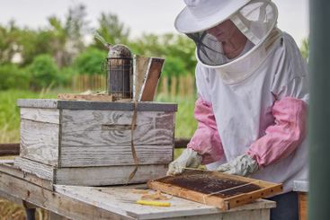 Farm, beekeeper and harvesting of honey, process and...