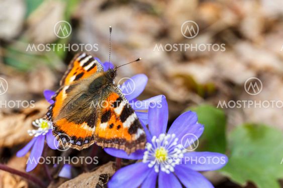 Hepatica flowers with a Small Tortoiseshell butterfly on