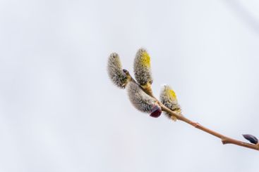 Nature awakes in spring. Blooming willow twigs and furry...