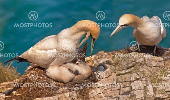 Gannet Family