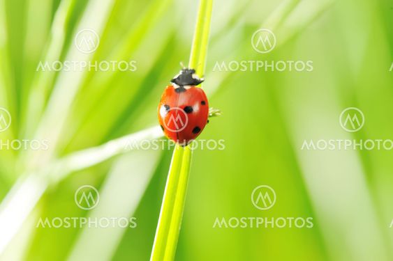 Ladybug