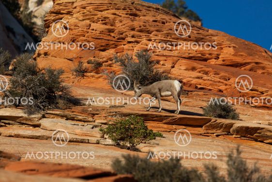 Bighorn Sheep in Zion