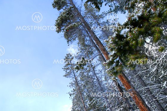 Winter pine trees
