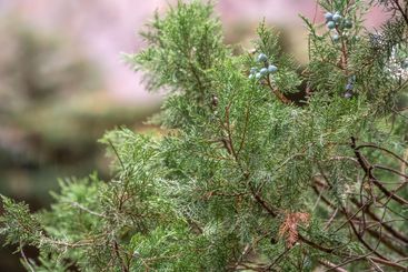 Leaves and cones of a Juniper tree evergreen