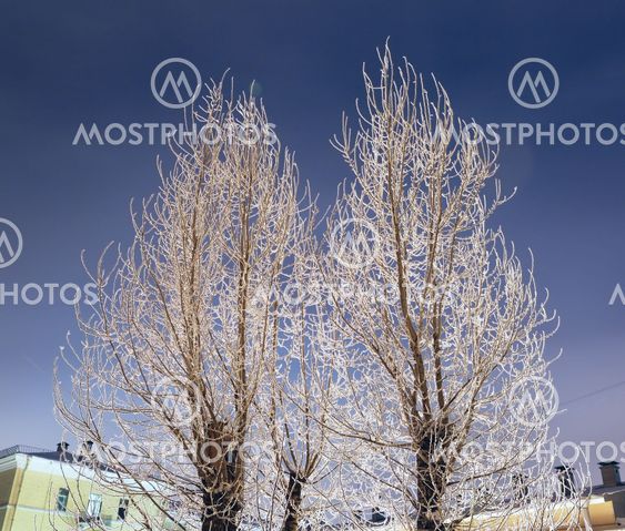 Branches Of Tree In Hoarfrost