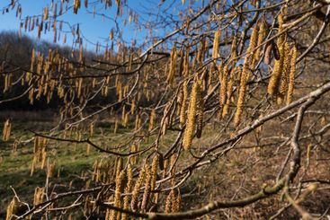 Hazelnut catkins in early spring