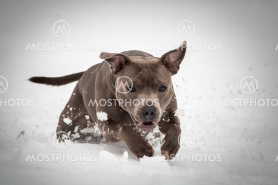 staffordshire bull terrier running in the snow