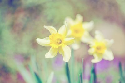 spring daffodils in garden, in vintage light pastel colors