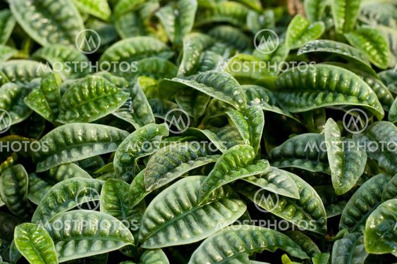 psychotria ankasensis,
