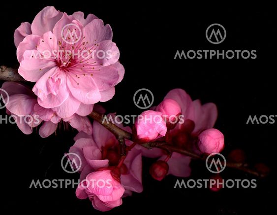 Cherry Blossom