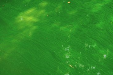 Vibrant green surface reflecting natural light in a...