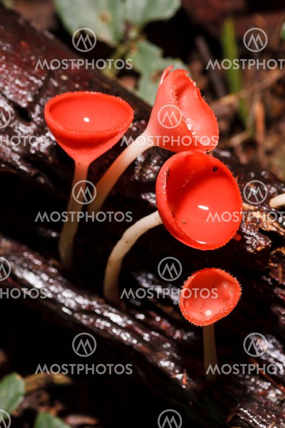 Orange mushroom