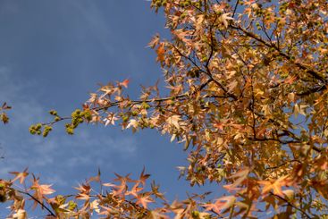 red amber tree in the autumn season in sunny weather