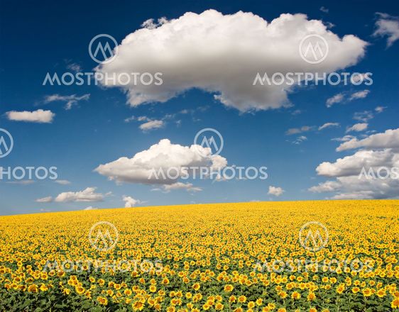 Sunflower Field