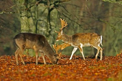Dovhjortar på senhösten