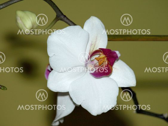 opened and closed white orchid