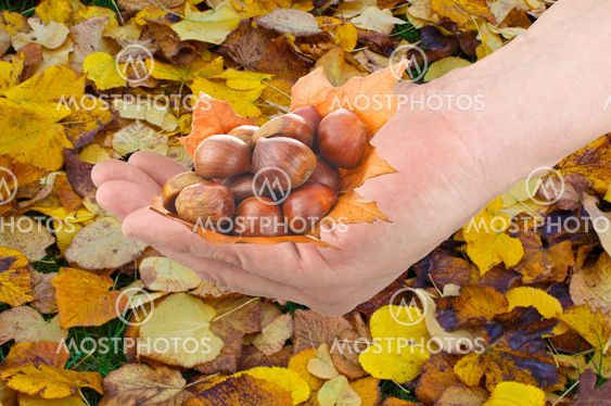 Chestnuts