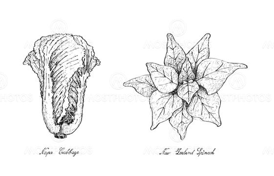 Hand Drawn of Napa Cabbage and New Zealand Spinach
