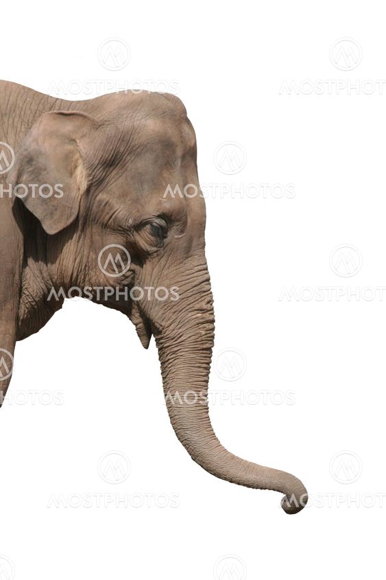 An elephant head isolated