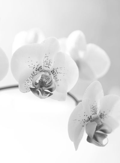 svartvit orkide 2012