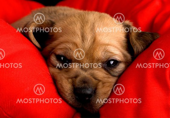 Sadness Puppy