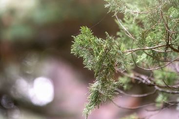 Leaves and cones of a Juniper tree evergreen