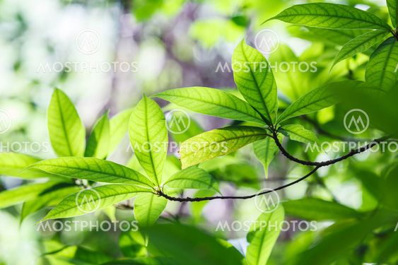 Bright green leaves