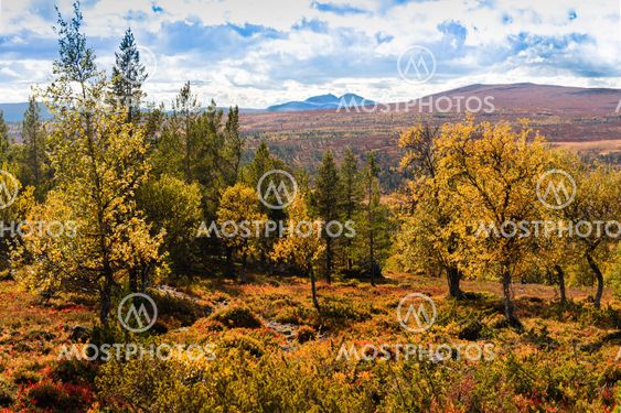Autumn Glory