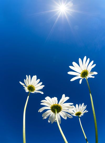 Upward view of white daisy flowers against sunny sky