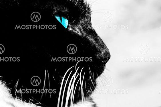 Katten