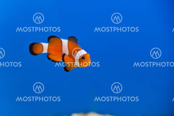 Clown fish