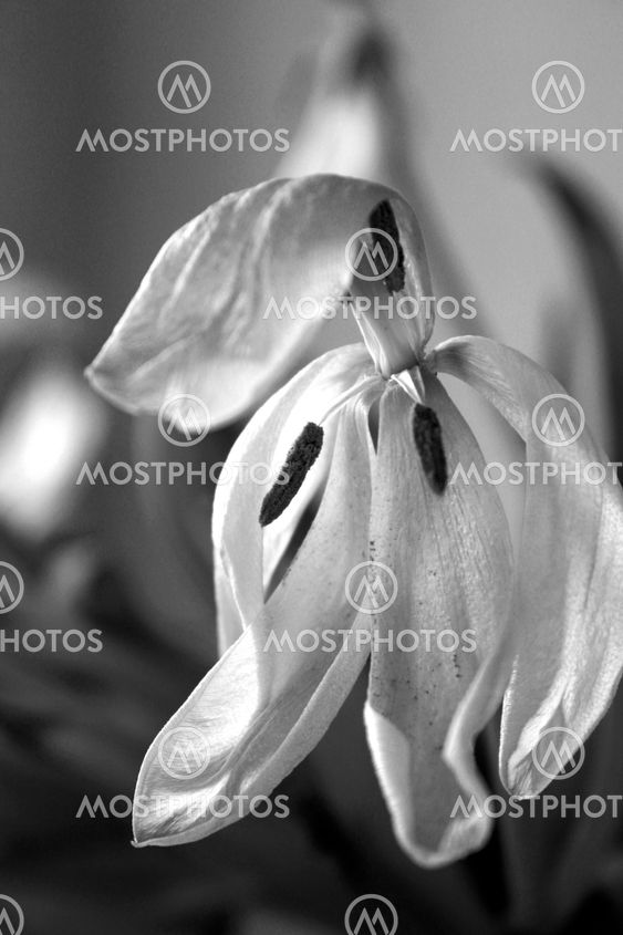sadtulip black/white