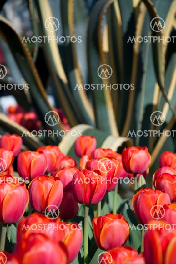 tulip in flower field