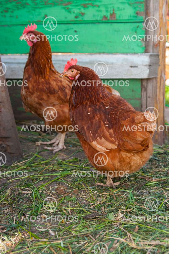 live brown chicken
