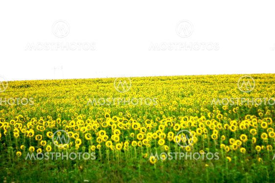 Wide field of sunflowers. The Summertime landsape