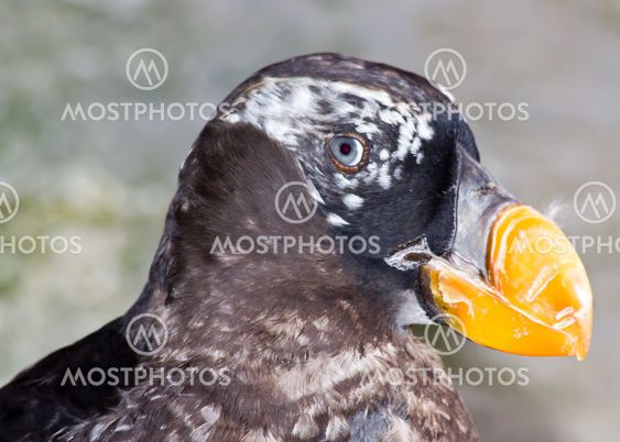 Puffin winter plumage