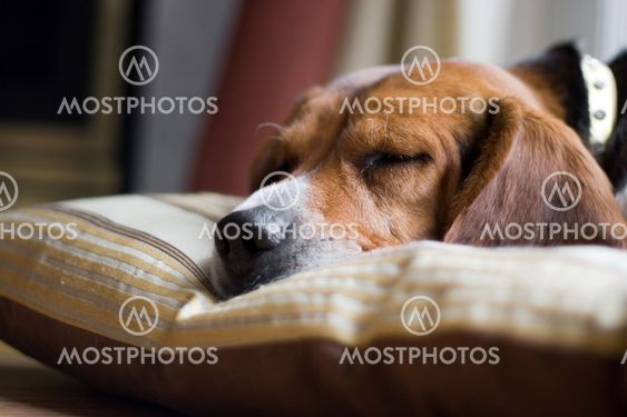 Beagle Dog Sleeping