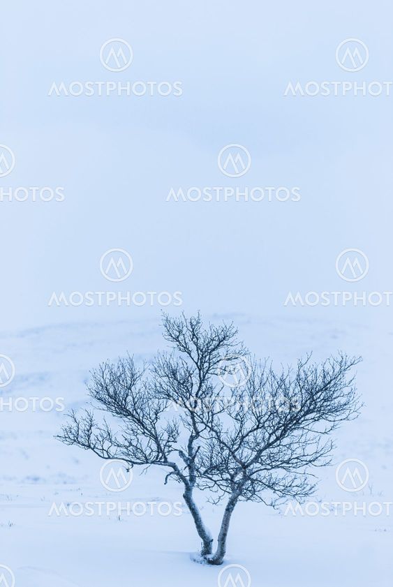 Birch tree on snow covered mountain