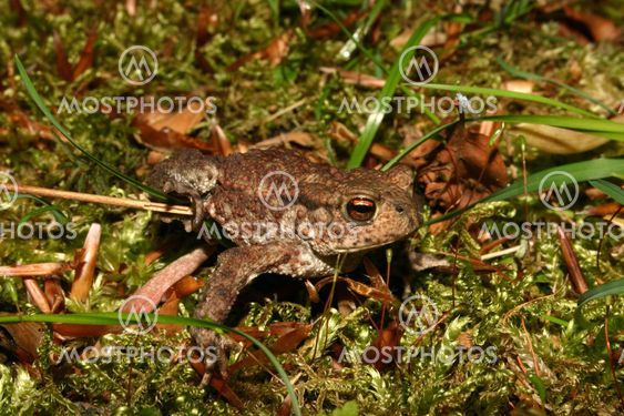 Vanlig padda (Bufo bufo)