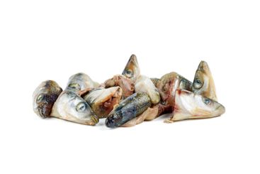 Garbage: raw european smelt fish heads isolated on white...