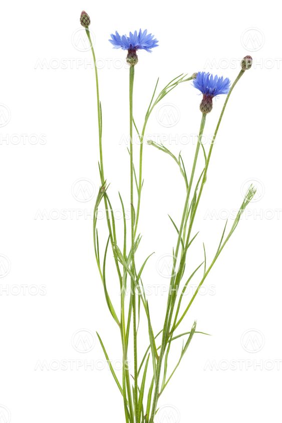 cornflower