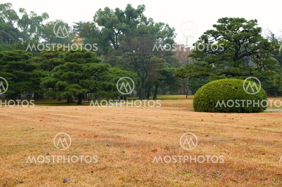 Lawn and bush
