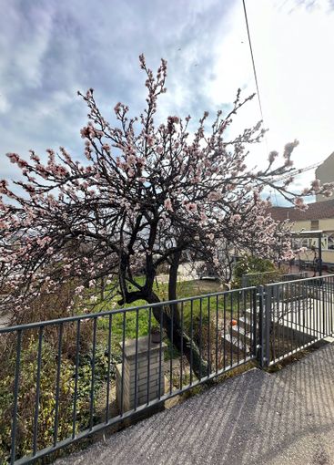 Spring blossom tree behind a metal fence with urban...