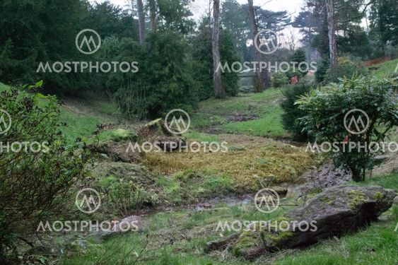 An Overgrown River