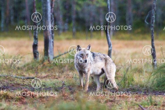 Gray wolf (Canis lupus)
