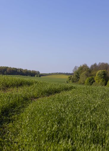 a green wheat field in the spring season