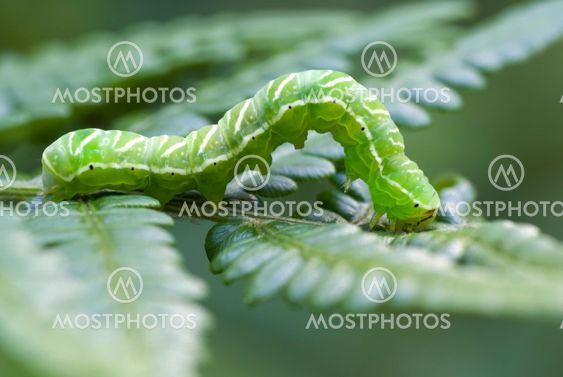 caterpillar