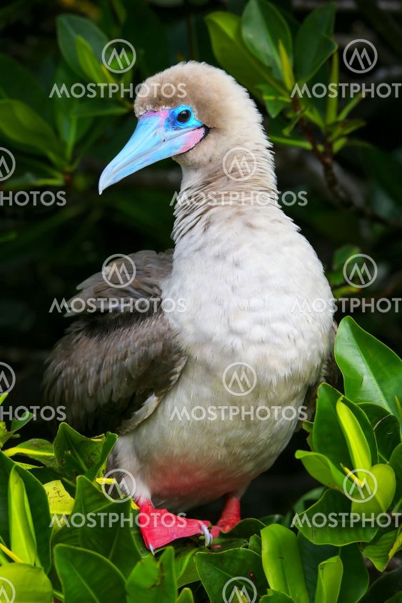 Red-footed booby on Genovesa island, Galapagos National...