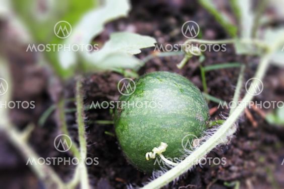 Vattenmelon
