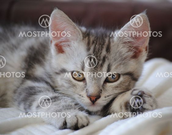 Kitten
